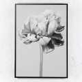 Картина BLACK AND WHITE PEONY2